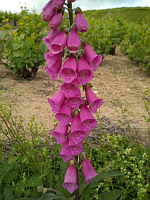 Digitale (ph. Mrugala F., Chiroubles, juin 2021)(2)